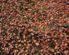 Tapeta Nature Beautiful Autumn 125.jpg